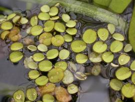   Salvinia minima , floating; photo: S.L. Winterton 