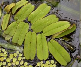   Salvinia oblongifolia , floating; photo: S.L. Winterton 