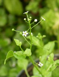   Samolus valerandi  inflorescence, Queensland, Australia; photos: S.L. Winterton 