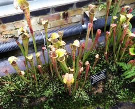   Sarracenia alabamensis ; photo: S.L. Winterton 