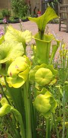   Sarracenia flava  flowers; photo: S.L. Winterton 