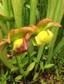   Sarracenia minor  flowers; photo: S.L. Winterton 