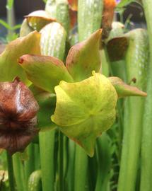   Sarracenia minor  flower; photo: S.L. Winterton 