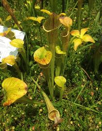   Sarracenia oreophila , emersed; photo: S.L. Winterton 