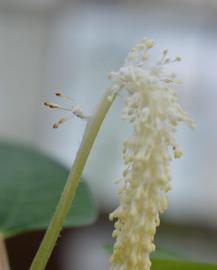   Saururus cernuus  flowers; photo: S.L. Winterton 