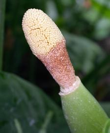   Schismatoglottis calyptra ta inflorescence (spadix); photo: S.L. Winterton 