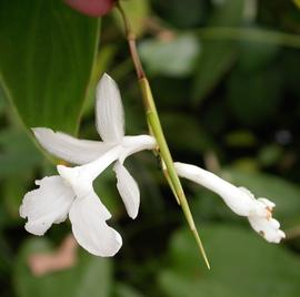   Schumannianthus dichotomus  inflorescence; photo: S.L. Winterton 