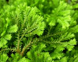   Selaginella kraussiana  leaves; photo: S.L. Winterton 