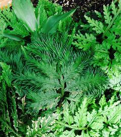   Selaginella umbrosa , emersed; photo: S.L. Winterton 