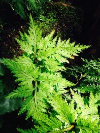   Saleginella umbrosa , emersed; photo: S.L. Winterton 