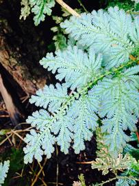   Selaginella willdenowii , emersed; photo: S.L. Winterton 