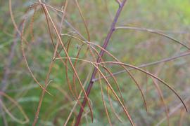   Sesbania bispinosa  fruit; photo: S.L. Winterton 