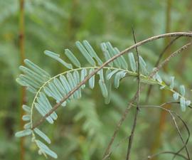   Sesbania bispinosa  leaf; photo: S.L. Winterton 