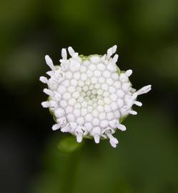   Shinnersia rivularis  flower head; photo: S.L. Winterton 