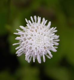   Shinnersia rivularis  flower head; photo: S.L. Winterton 