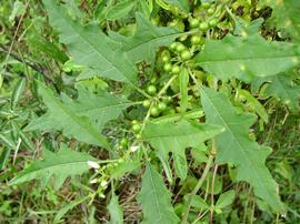   Solanum tampicense  leaves; photo copy; Chelsie Vandaveer, Atlas of Florida Plants 