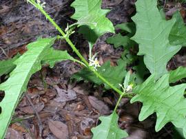  Solanum tampicense  axillary flowers; photo copy; Chelsie Vandaveer, Atlas of Florida Plants