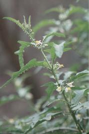  Solanum tampicense  axillary flowers; photo copy; Dennis Girard, Atlas of Florida Plants