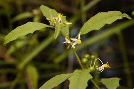  Solanum tampicense  axillary flowers; photo copy; Keith Bradley, Atlas of Florida Plants