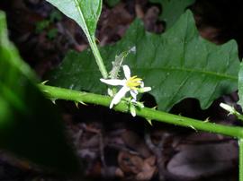  Solanum tampicense  flower; photo copy; Chelsie Vandaveer, Atlas of Florida Plants