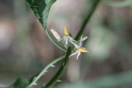   Solanum tampicense  flower; photo copy; Dennis Girard, Atlas of Florida Plants 