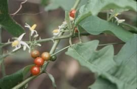  Solanum tampicense  fruit; photo copy; Dennis Girard, Atlas of Florida Plants