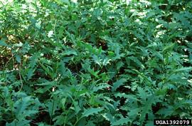   Solanum tampicense ; photo: Charles T. Bryson 