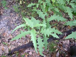   Solanum tampicense  leaves; photo copy; Chelsie Vandaveer, Atlas of Florida Plants 