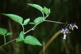   Solanum dulcamara ; photo copy; John M. Randall/The Nature Conservancy 