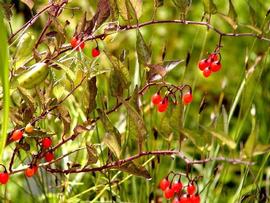   Solanum dulcamara  fruit; photo copy; Werner Wallner, Victoria Adventure 