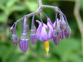   Solanum dulcamara  flower; photo copy; Werner Wallner, Victoria Adventure 