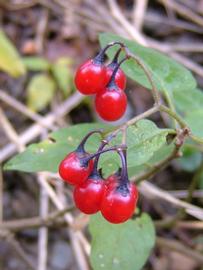   Solanum dulcamara  fruit; photo copy; Werner Wallner, Victoria Adventure 