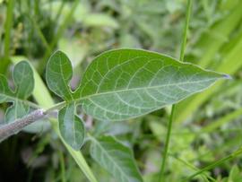   Solanum dulcamara  leaf; photo copy; Werner Wallner, Victoria Adventure 