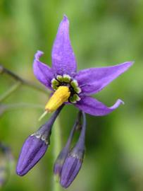   Solanum dulcamara  flower; photo copy; Werner Wallner, Victoria Adventure 