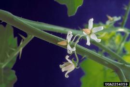  Solanum tampicense  flowers; photo: James Rollins, invasive.org