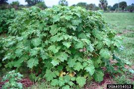   Solanum tampicense ; photo: James Rollins, Bugwood.org 