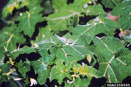   Solanum tampicense  prickles; photo: James Rollins, invasive.org 