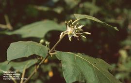   Solanum torvum ; photo: Ann Murray, UF/IFAS Center for Aquatic and Invasive Plants 