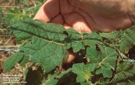   Solanum viarum ; photo: Ann Murray, UF/IFAS Center for Aquatic and Invasive Plants 