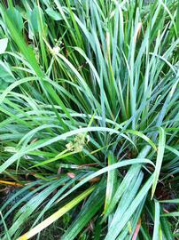   Sparganium erectum , emersed; photo: S.L. Winterton 