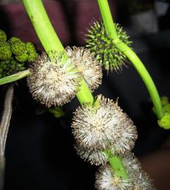   Sparganium erectum  ssp.  stoloniferum  flower heads; photo: S.L. Winterton 