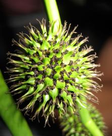   Sparganium erectum  ssp.  stoloniferum  fruit; photo: S.L. Winterton 