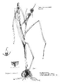   Sparganium erectum;  drawing copy; University of Florida/IFAS Center for Aquatic and Invasive Plants, used with permission 