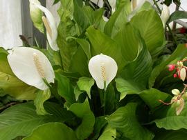   Spathiphyllum wallisii , emersed; photo: S.L. Winterton 