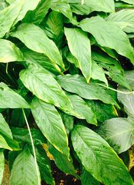   Spathiphyllum wallisii  leaves; photo: S.L. Winterton 