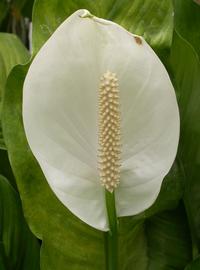   Spathiphyllum wallisii  spadix and spathe; photo: S.L. Winterton 