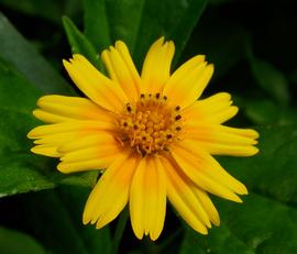   Sphagneticola trilobata  flower head; photo: S.L. Winterton 