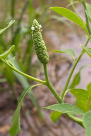   Sphenoclea zeylanica  flower spike; photo copy; Layla Dishman 