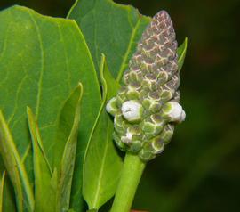   Sphenoclea zeylanica  flower spike; photo copy; Steve and Alison Pearson, Airlie Beach, Australia 