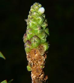   Sphenoclea zeylanica  fruit (at base); photo copy; Steve and Alison Pearson, Airlie Beach, Australia 